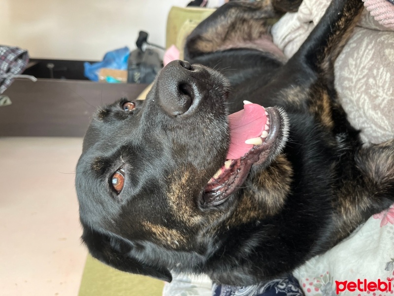 Labrador Retriever, Köpek  Kıtmir fotoğrafı