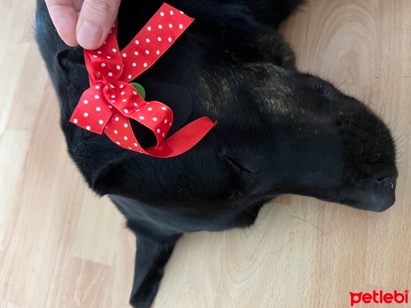 Labrador Retriever, Köpek  Kıtmir fotoğrafı