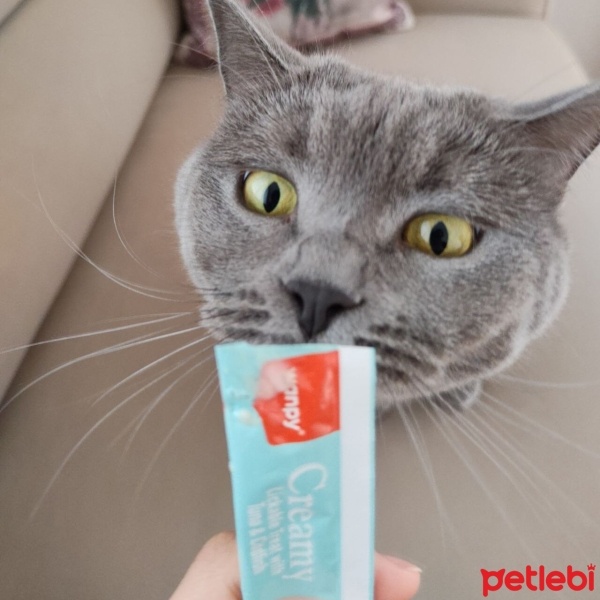 British Shorthair, Kedi  Balım fotoğrafı