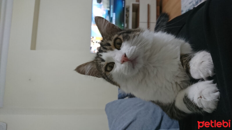 Soke, Kedi  Prenses fotoğrafı