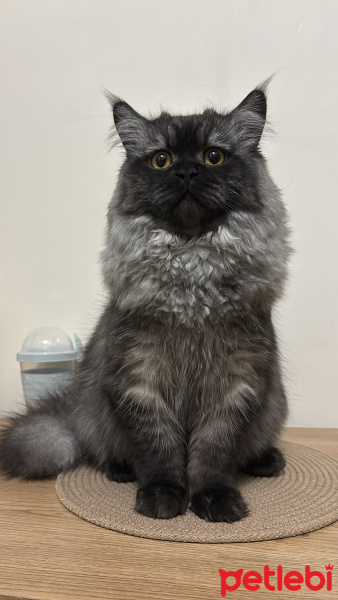 British Longhair, Kedi  Sion fotoğrafı
