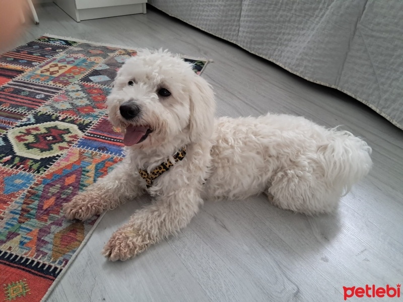 Maltese, Köpek  Köpük fotoğrafı