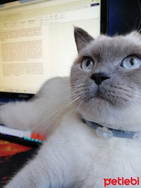 British Shorthair, Kedi  Bulut fotoğrafı