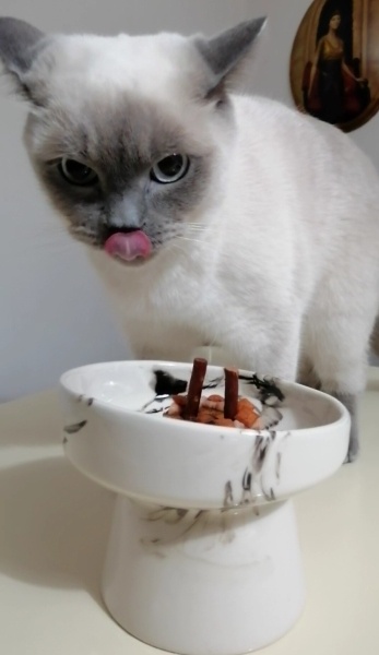 British Shorthair, Kedi  Bulut fotoğrafı