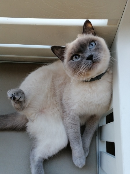 British Shorthair, Kedi  Bulut fotoğrafı