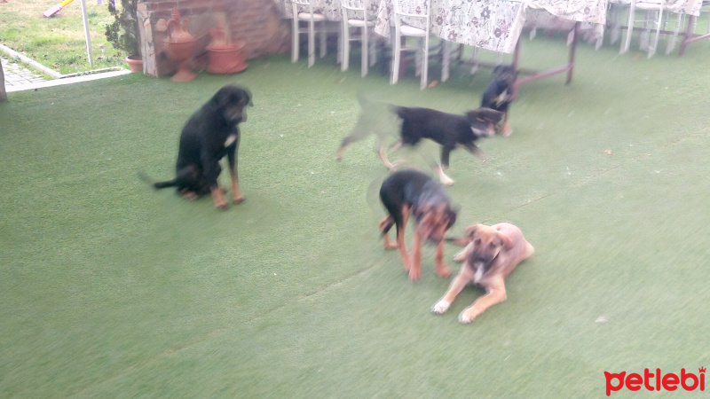 Doberman Pinscher, Köpek  Zeyna  fotoğrafı