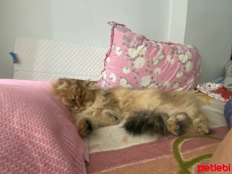 British Longhair, Kedi  Aslan fotoğrafı
