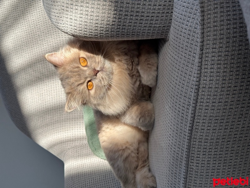 British Longhair, Kedi  Simba fotoğrafı