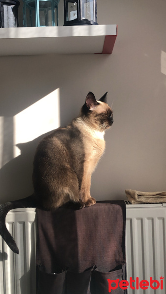 Siyam Kedisi, Kedi  Luna fotoğrafı
