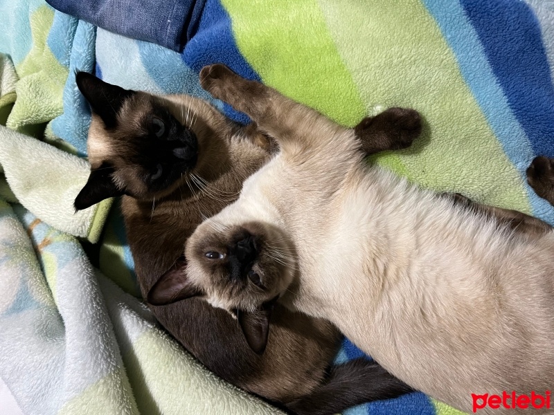 Siyam Kedisi, Kedi  Salep fotoğrafı
