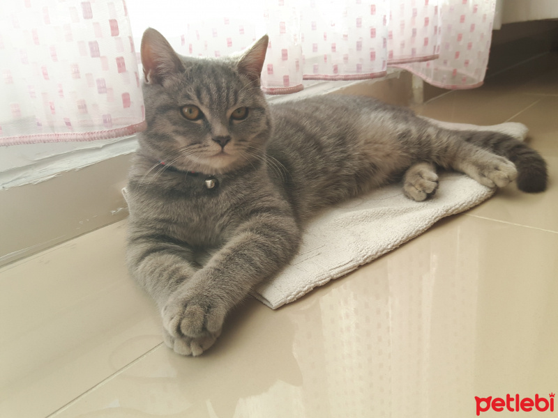 British Shorthair, Kedi  Oscar fotoğrafı