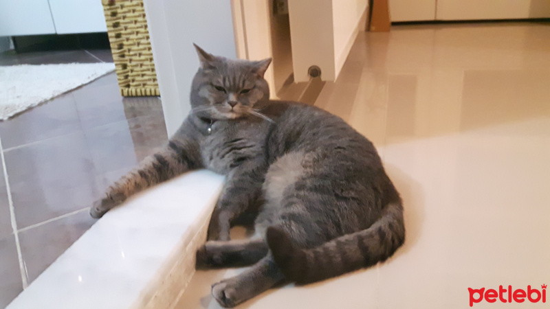 British Shorthair, Kedi  Oscar fotoğrafı