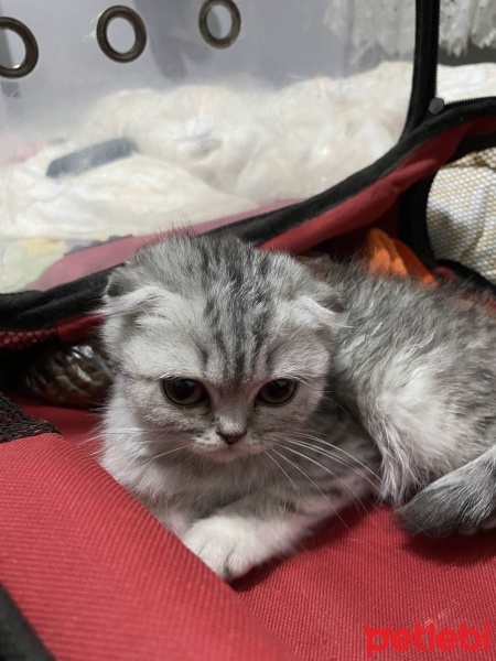 British Shorthair, Kedi  tatlı balımız fotoğrafı