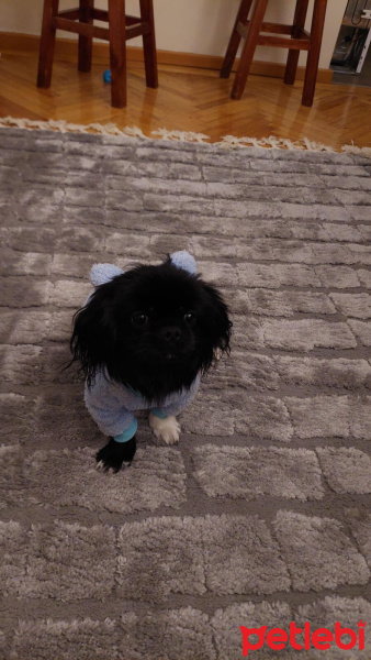 Pekingese, Köpek  ŞANS fotoğrafı