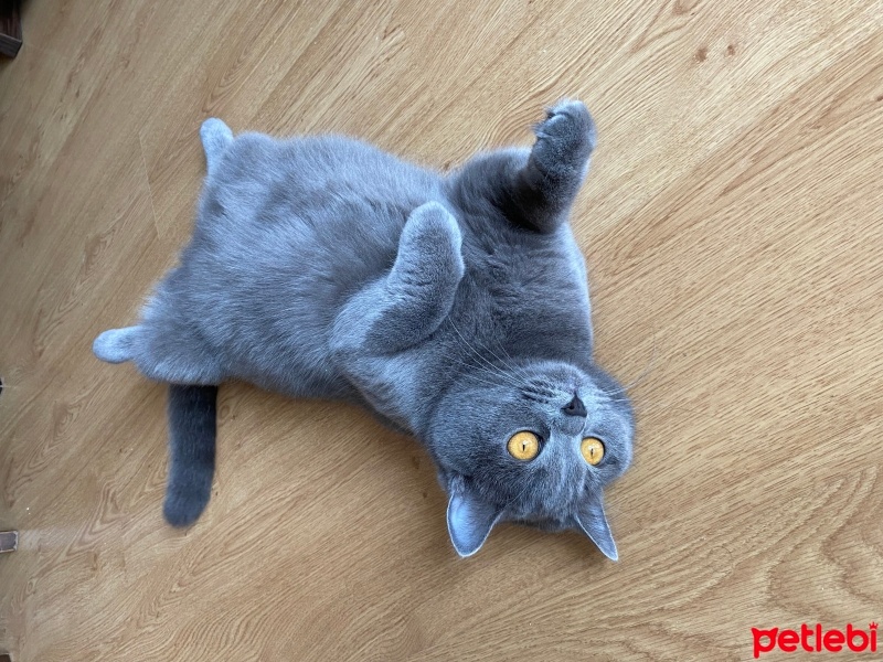 British Shorthair, Kedi  Luna fotoğrafı