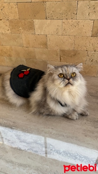 Chinchilla, Kedi  Duman fotoğrafı