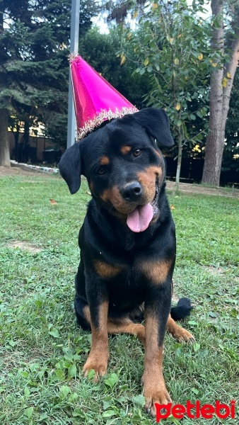 Rottweiler, Köpek  Marry fotoğrafı