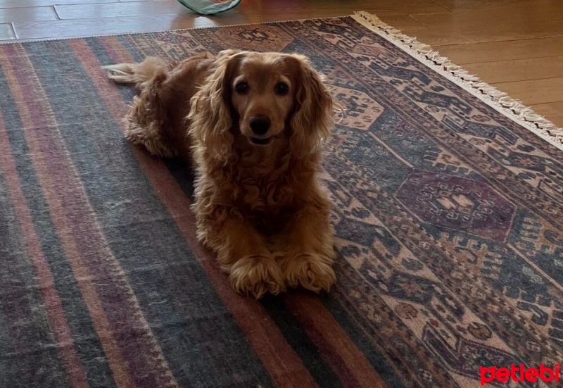 İngiliz Cocker Spaniel, Köpek  Arya fotoğrafı