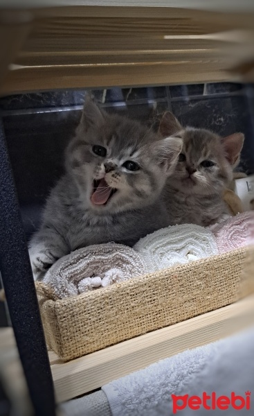Chinchilla, Kedi  Henüz isimleri yok fotoğrafı