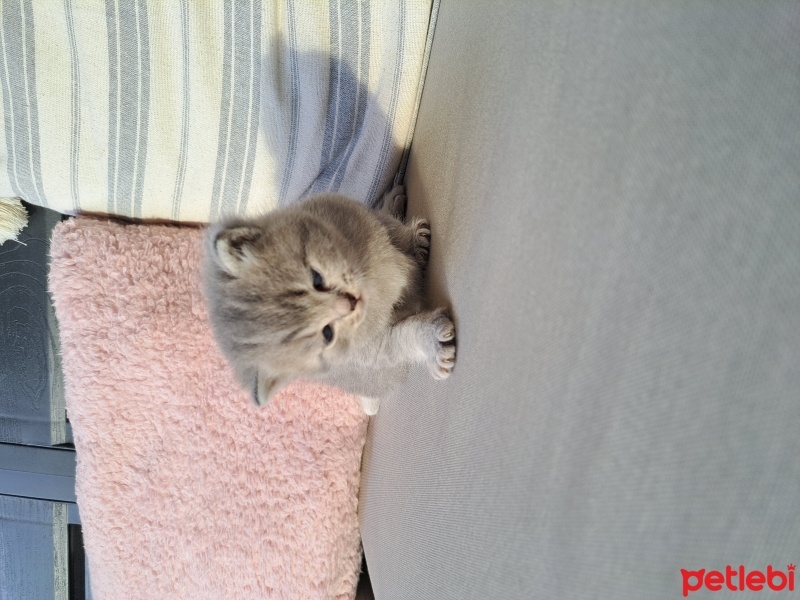 Chinchilla, Kedi  Henüz isimleri yok fotoğrafı