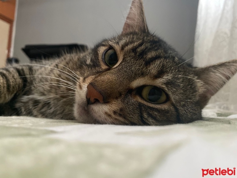 Tekir Kedi, Kedi  Duman fotoğrafı