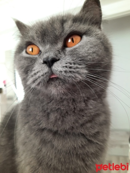 British Shorthair, Kedi  Müezza fotoğrafı