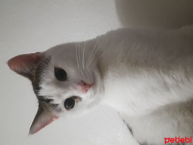 Tekir Kedi, Kedi  Fındık  fotoğrafı