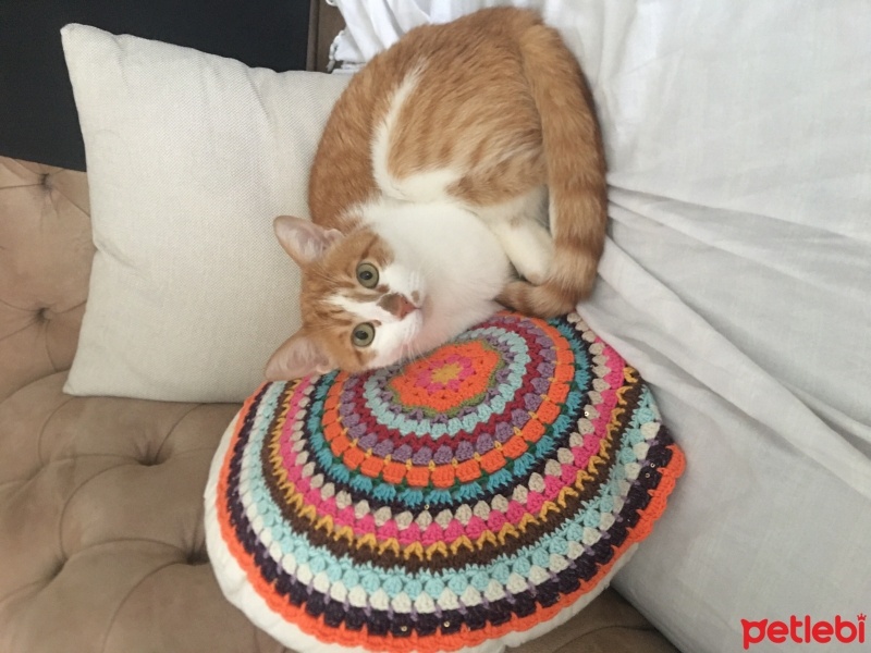 Sarman, Kedi  Tarçın fotoğrafı