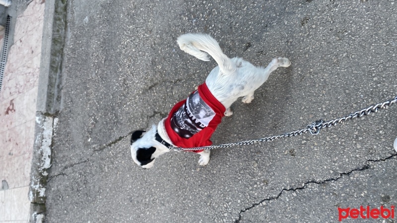 Jack Russell Terrier, Köpek  Boni fotoğrafı