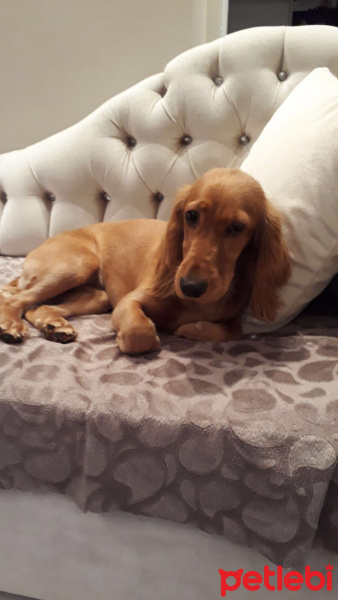 İngiliz Cocker Spaniel, Köpek  Obi fotoğrafı