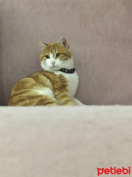 Sarman, Kedi  Şükrü fotoğrafı