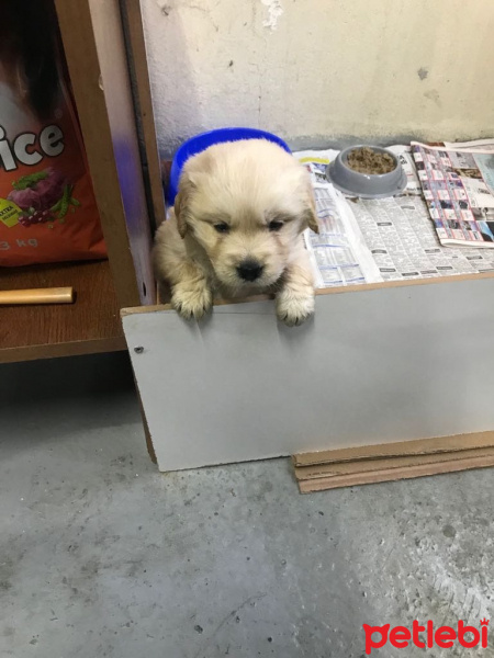 Golden Retriever, Köpek  PAMUK fotoğrafı