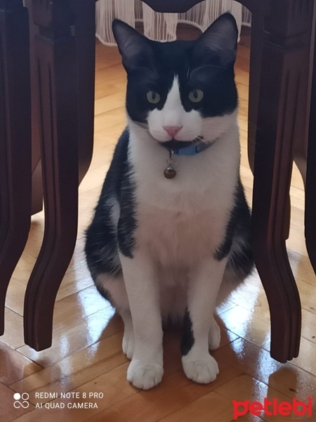 Tuxedo (Smokin) Kedi, Kedi  Şanslı fotoğrafı