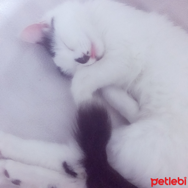 Ankara Kedisi, Kedi  Ceku fotoğrafı