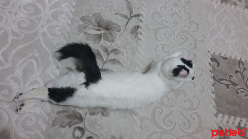Ankara Kedisi, Kedi  Ceku fotoğrafı