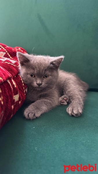 British Shorthair, Kedi  Marvel fotoğrafı