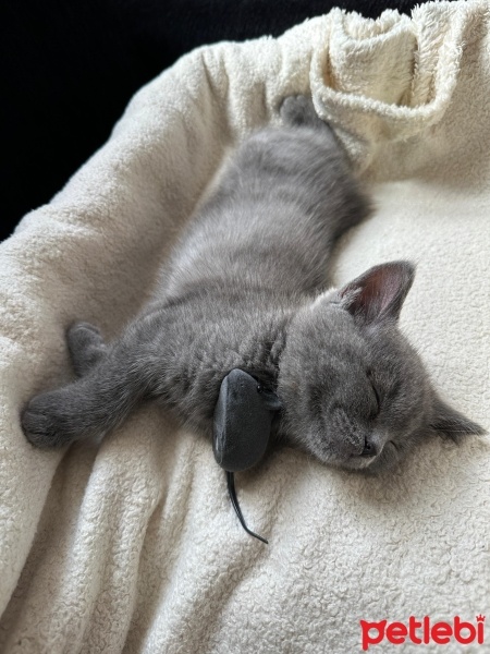 British Shorthair, Kedi  Marvel fotoğrafı