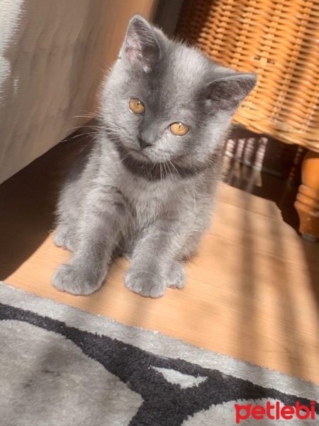 British Shorthair, Kedi  Marvel fotoğrafı