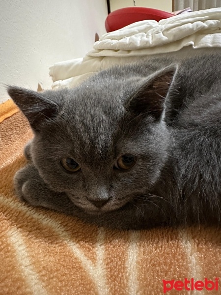 British Shorthair, Kedi  Marvel fotoğrafı