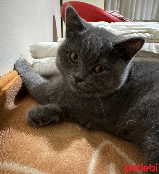 British Shorthair, Kedi  Marvel fotoğrafı