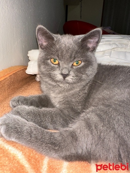 British Shorthair, Kedi  Marvel fotoğrafı