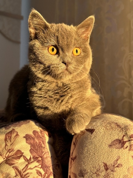 British Shorthair, Kedi  Marvel fotoğrafı