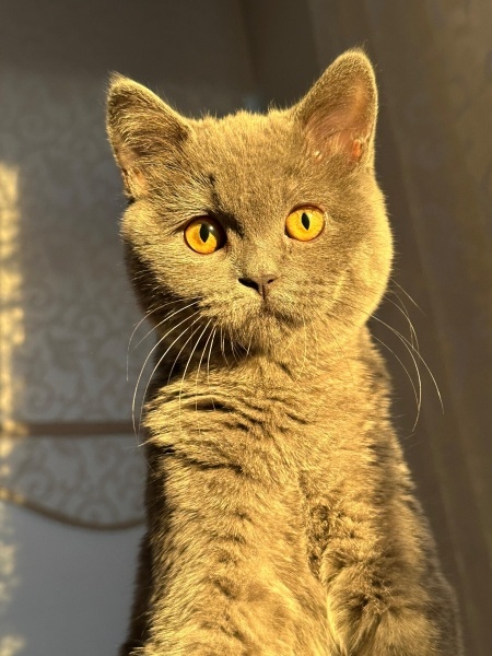 British Shorthair, Kedi  Marvel fotoğrafı