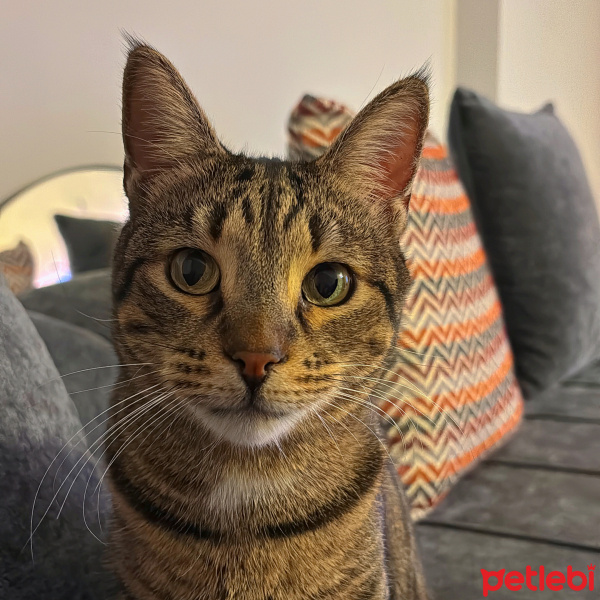 Tekir Kedi, Kedi  Midnight fotoğrafı