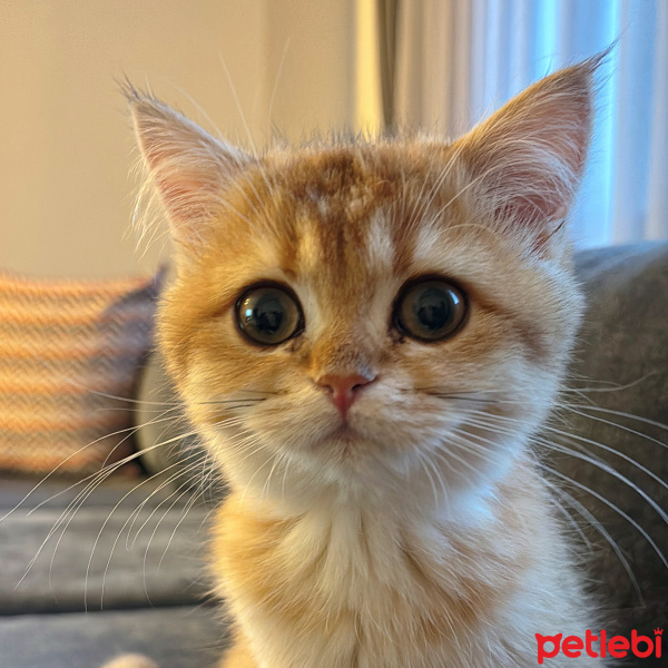 British Shorthair, Kedi  Leo fotoğrafı