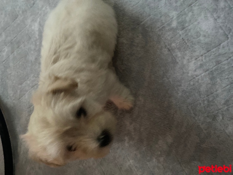 Maltese, Köpek  Boncuk fotoğrafı