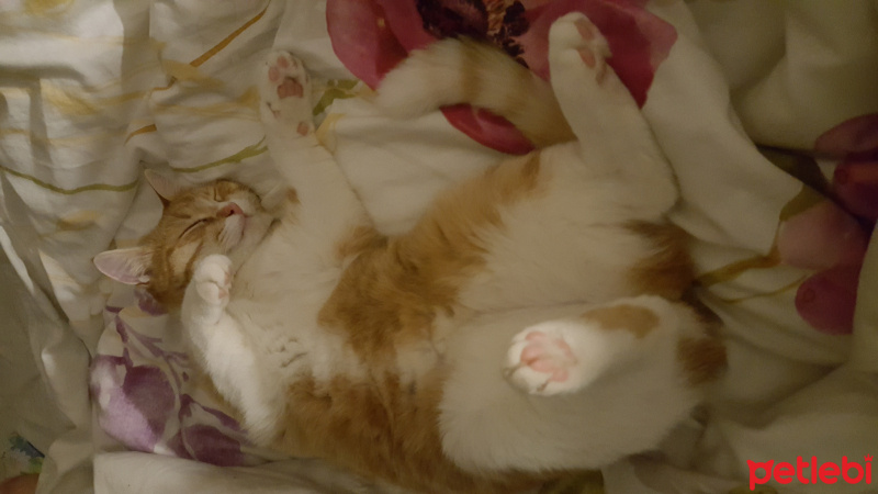 Tekir Kedi, Kedi  Pati fotoğrafı