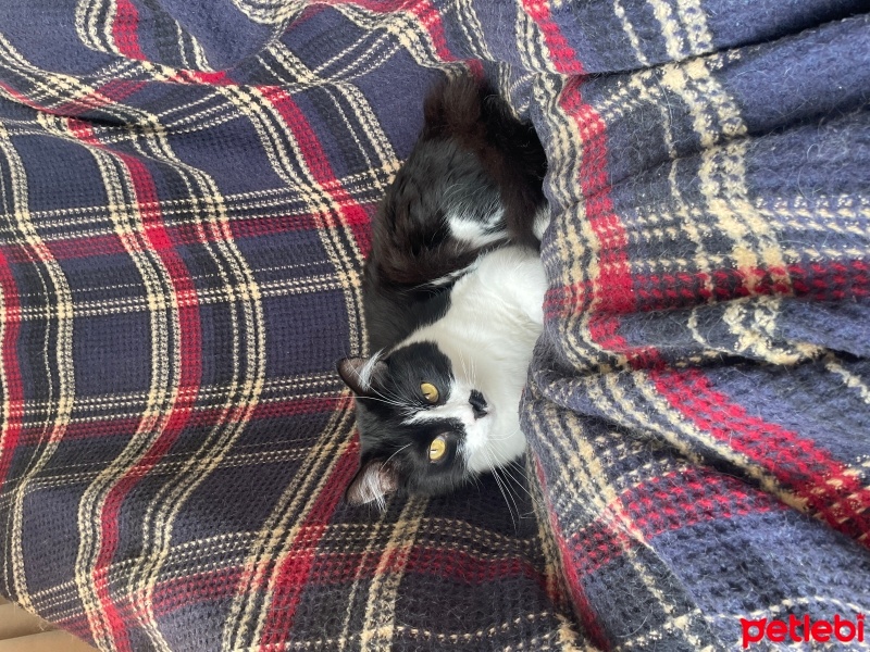 Tekir Kedi, Kedi  Moda fotoğrafı