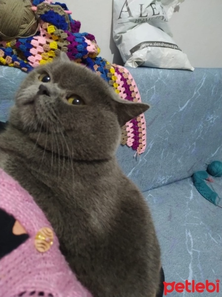 British Shorthair, Kedi  Duman fotoğrafı