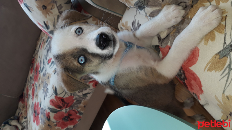 Sibirya Kurdu (Husky), Köpek  BOYKA fotoğrafı